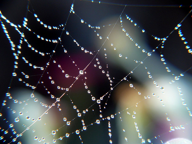 a cobweb