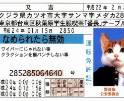 Japanese cat driver's license